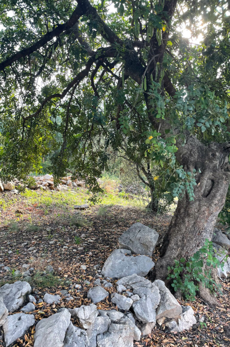 Carob tree in Mondrón