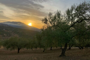 Amanecer entre olivos y la Maroma — Casa Rural Villa Vilo, Mondrón (Periana)