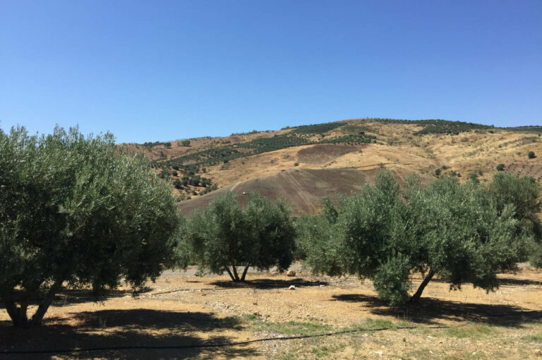 A walk through the olive grove — Villa Vilo holiday house, Mondrón (Periana)