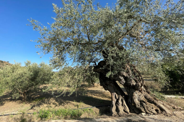 Verdial olive tree — Villa Vilo holiday house, Mondrón (Periana)