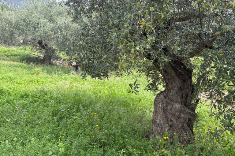 Olive tree in Mondrón